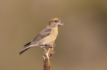 Animal, Bird, Finch